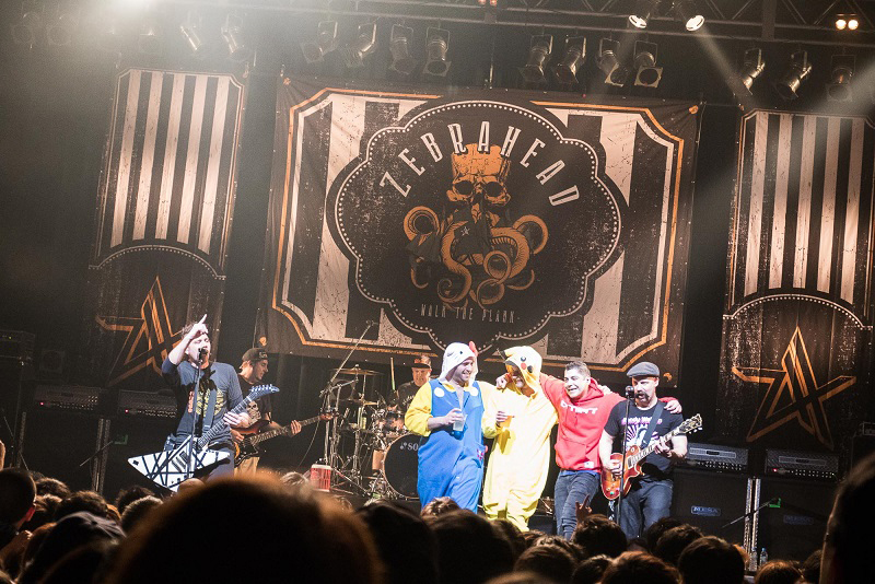 zebrahead